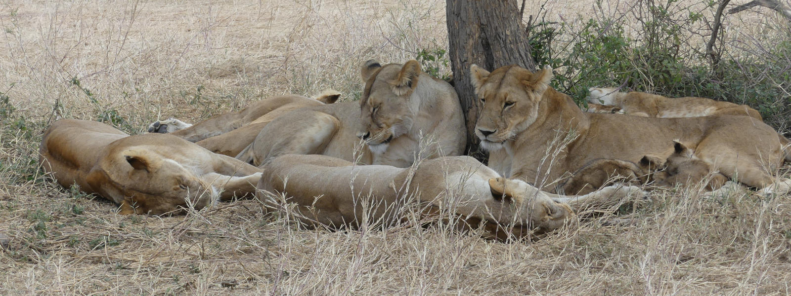 Tarangire National Park