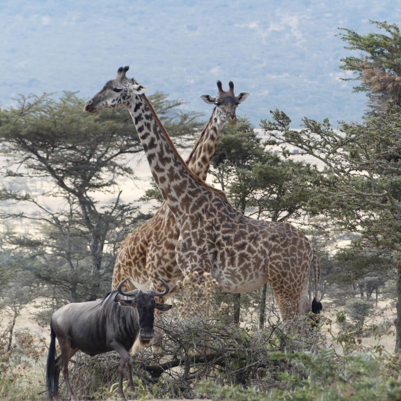 The Best of Tanzania Safari