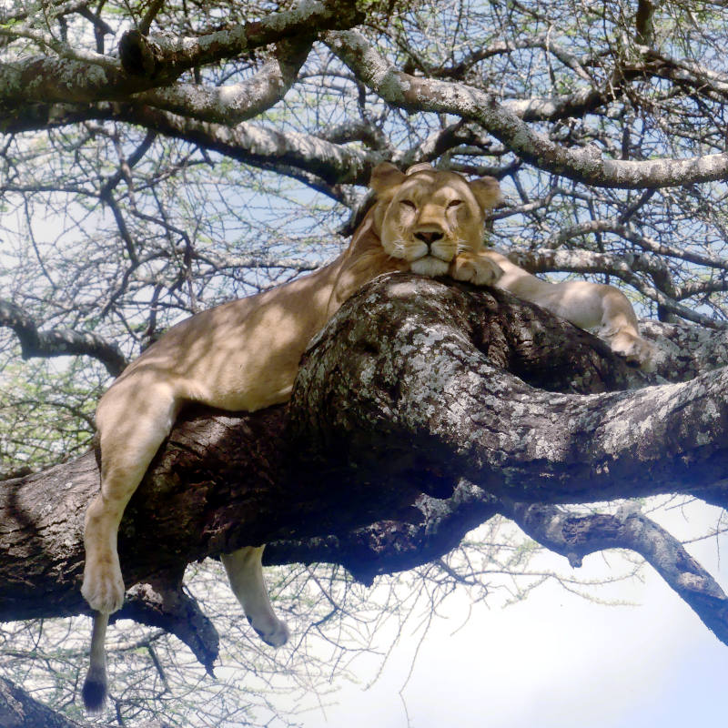 Ngorongoro & Serengeti Safari