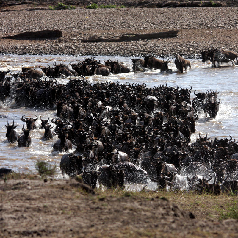 The Great Migration Journey