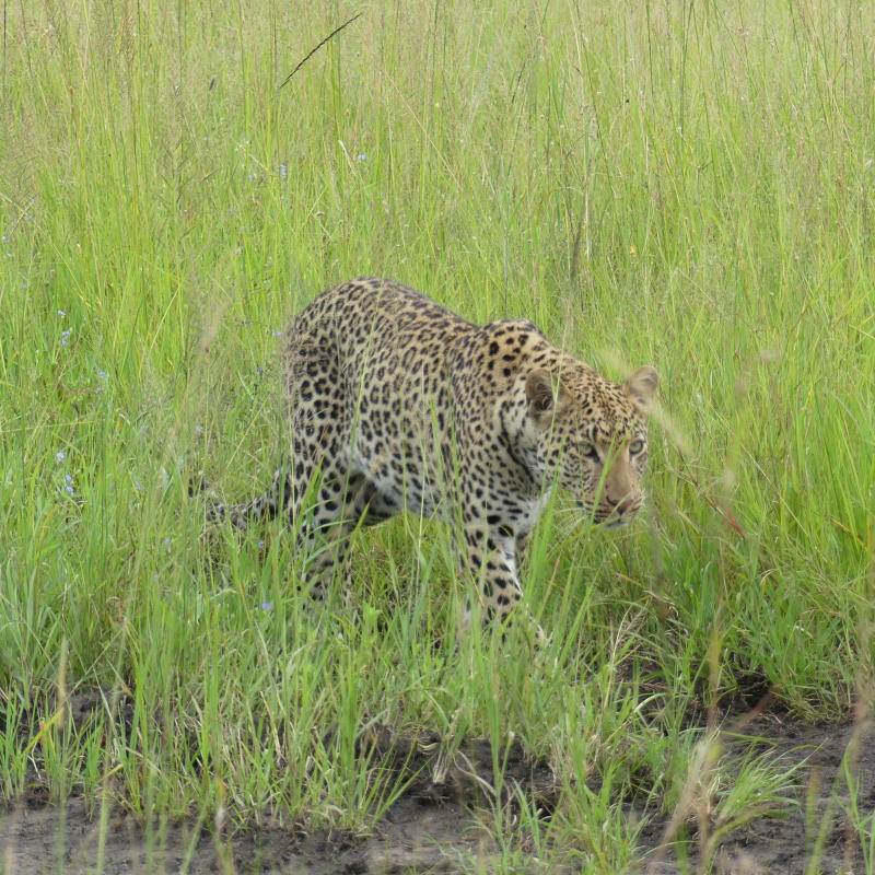 Great Migration Tanzania Safari