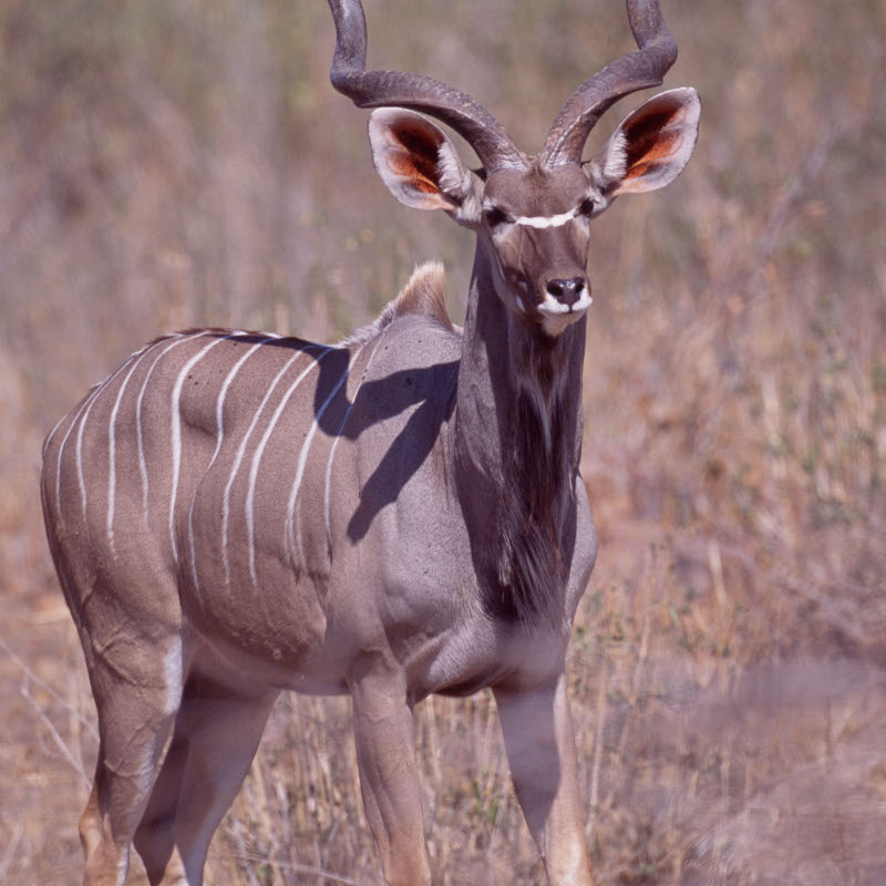 Manyara & Serengeti Safari feature photo