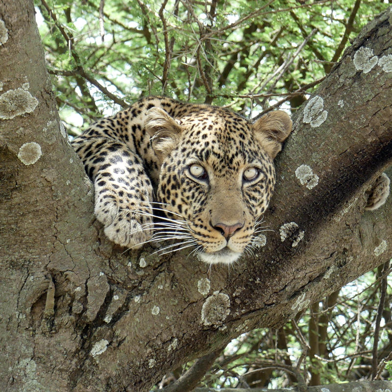 The Classic Tanzania Safari feature photo