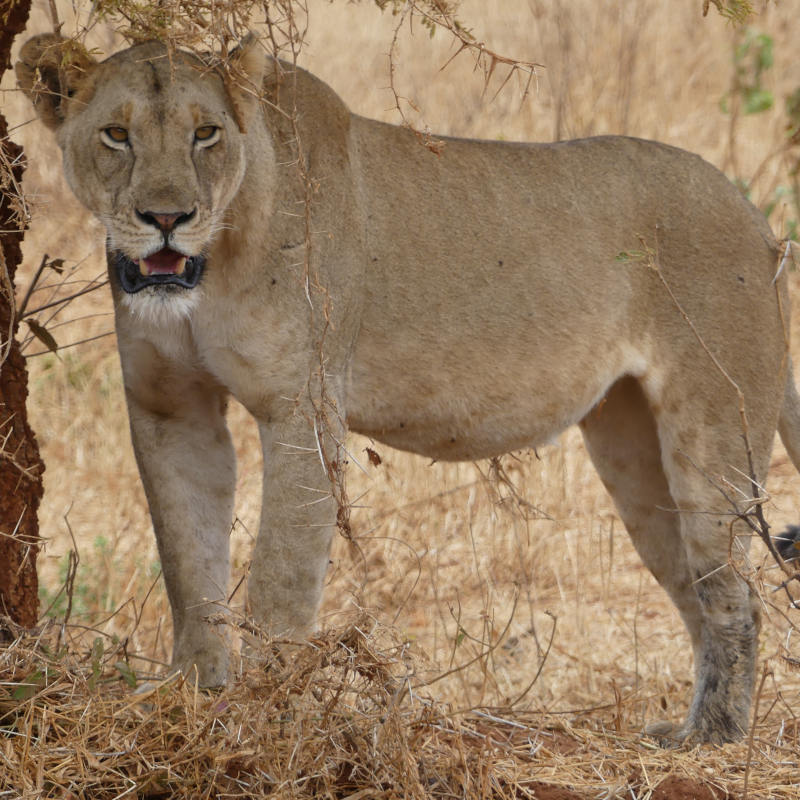 Taste of Tanzania Safari