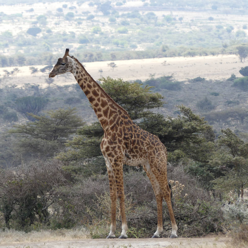 Tarangire & Manyara Short Safari