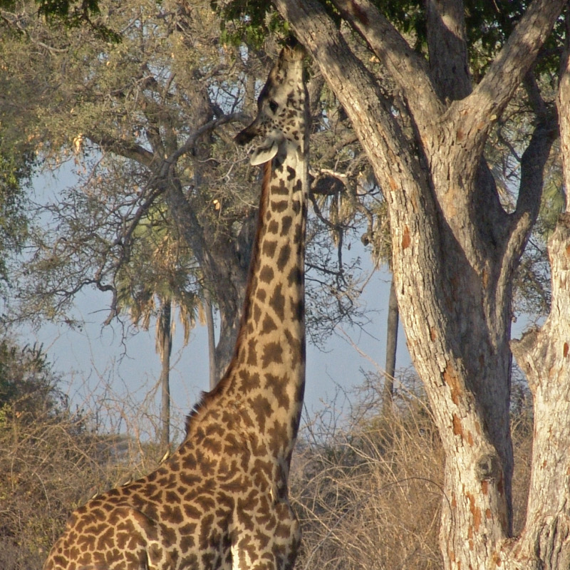 Tarangire & Manyara Short Safari