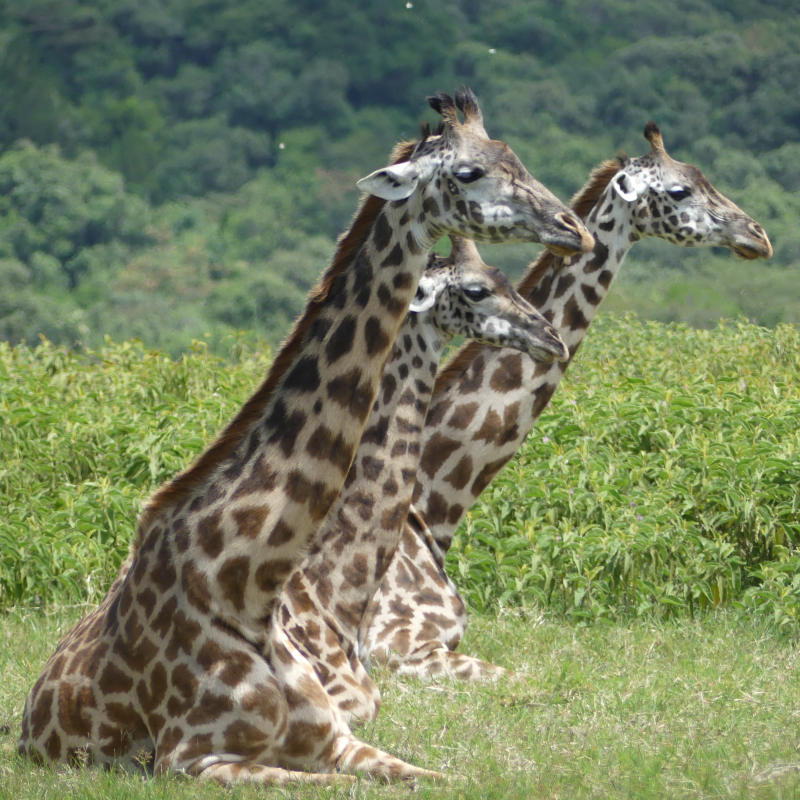 Highlights of Tanzania Safari feature photo