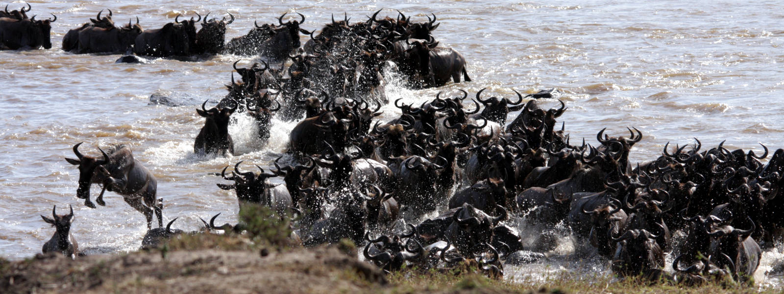 Great Migration Tanzania Safari