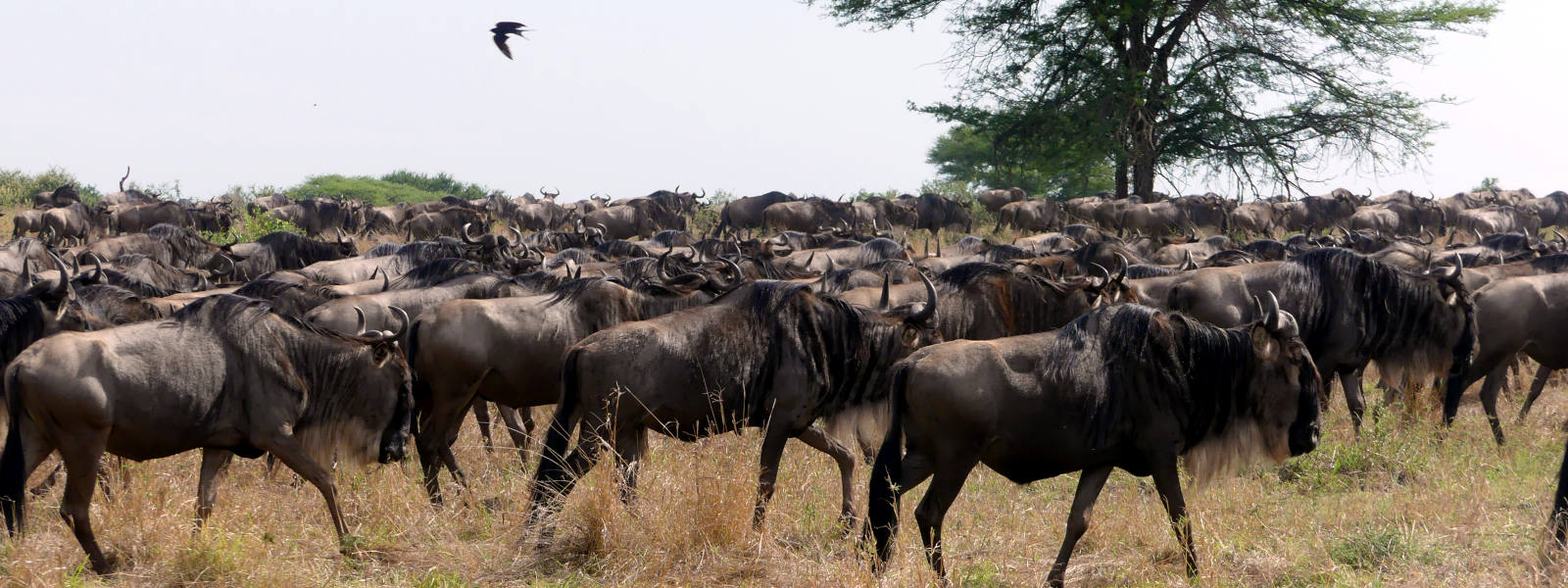 The Classic Tanzania Safari