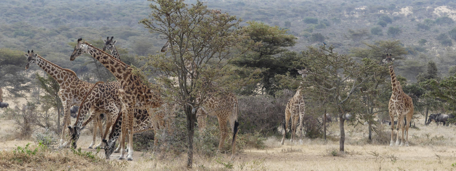 Highlights of Tanzania Safari